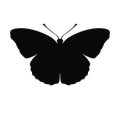 Motyl 16 szablon malarski