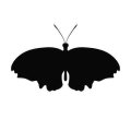 Motyl 18 szablon malarski