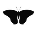 Motyl 22 szablon malarski