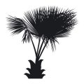 Szablon malarski palmy 20sm42